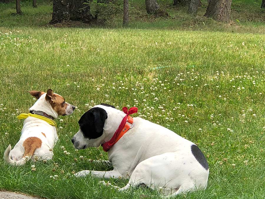 Two dogs sitting in the grass