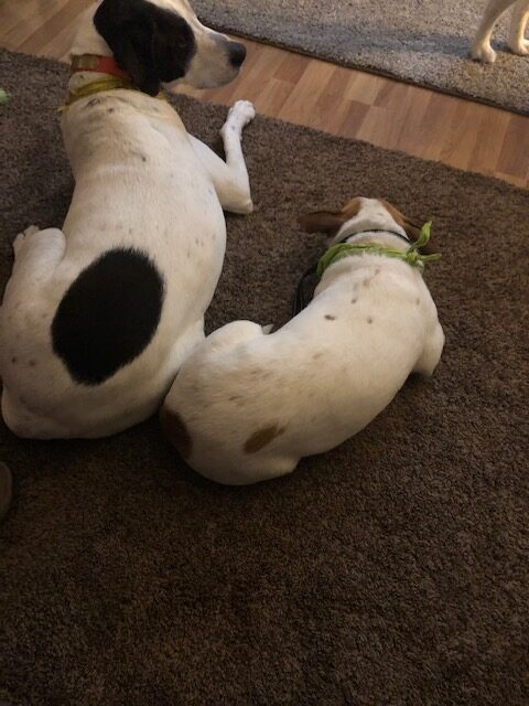 Two spotted dogs on a rug