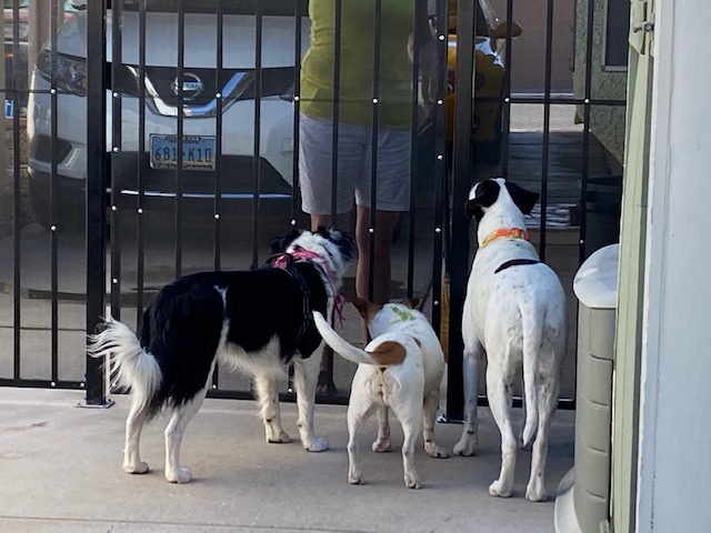 Three dogs at gate