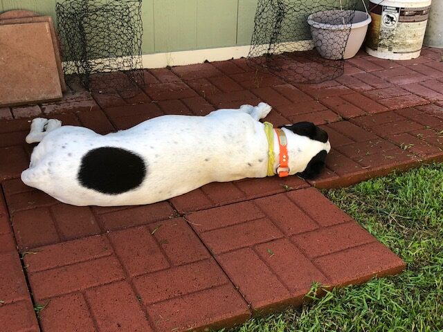 Spotted dog on patio